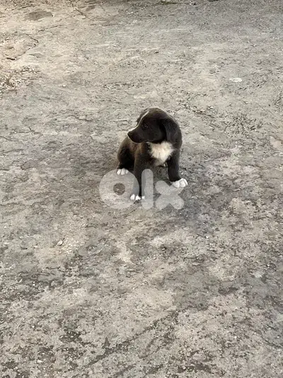 labrador