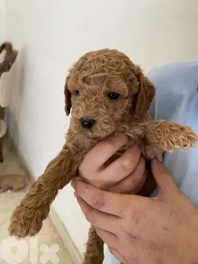  Tiny Toy Poodle Looking for a Loving Home 