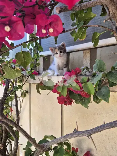 5 kittens free  near jesus and mary biada