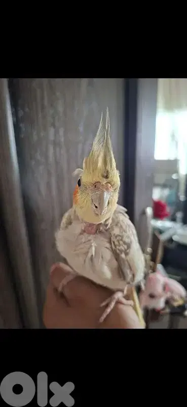 ذكر كروان