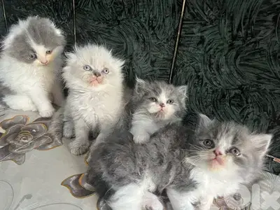kitten