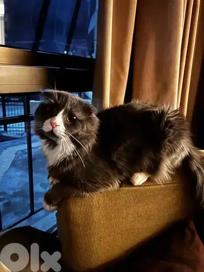 name:simba