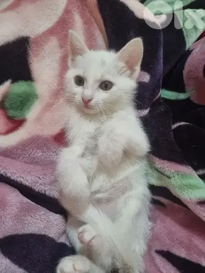 Cats for adoption قطط للتبني