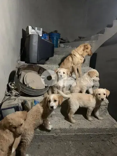 Golden mixed free puppies