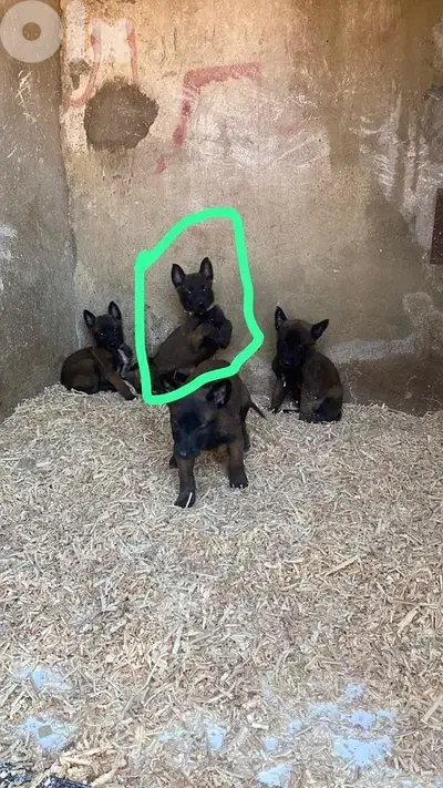 puppy for sell