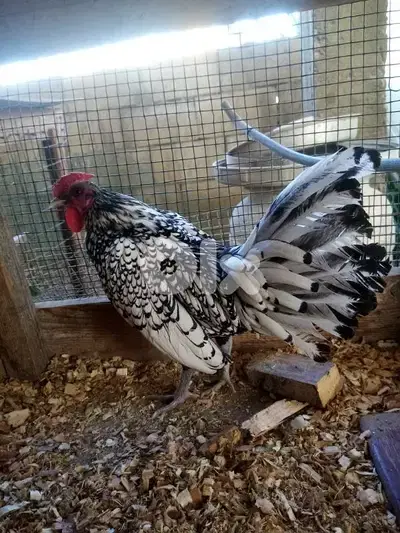 دجاج سبرايت
