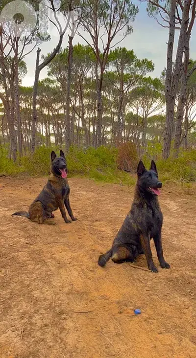 Pure and Rare Deutch Male Malinois