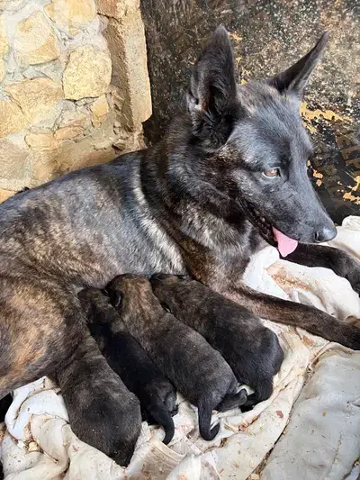 Pure German Bloodline Belgian Malinois Puppies