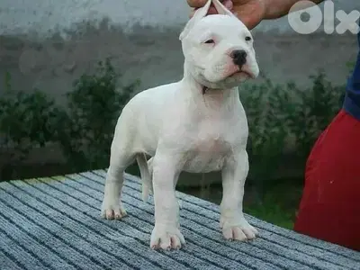 Beautufi Dogo Argentino puppy - delivery available