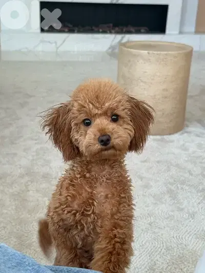 Toy poodle