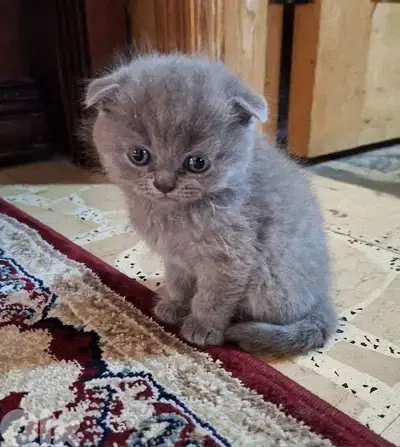 Scottish fold kittens