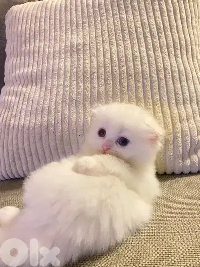 Scottish fold house kitten