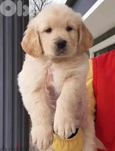 Adorable Golden Retriever puppies available in store & DELIVERY