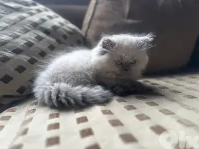 Blue eyed female himalayan kitten