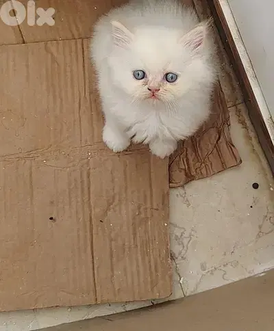 Himalayan Fluffy Long furr Kitten