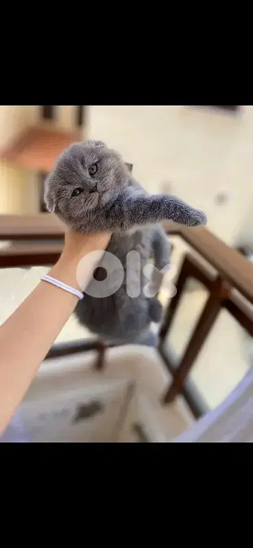 الجيه