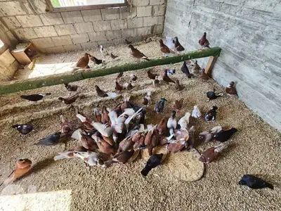 pigeons حمام
