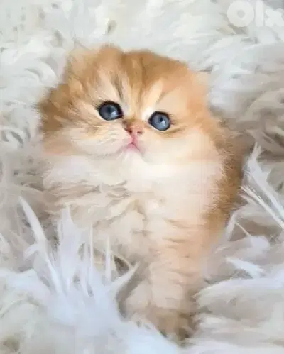 gold kitten whtsp  70485808