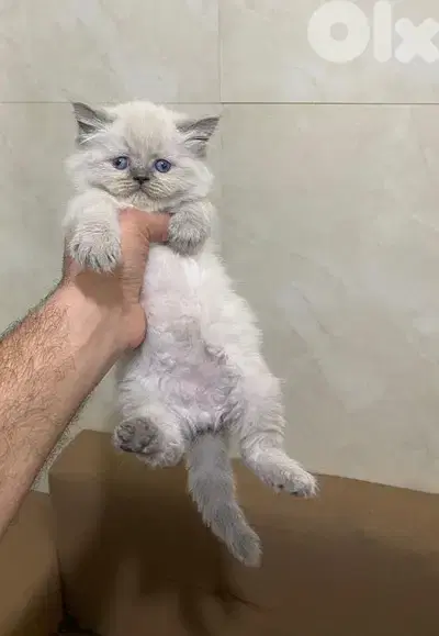 Himalayan
