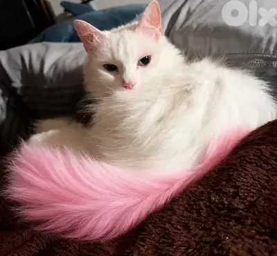 pinky is looking for a loving home