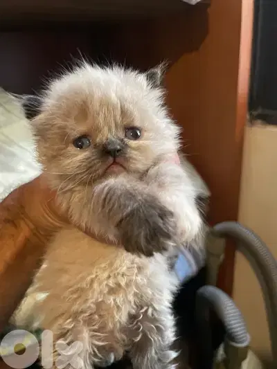Persian and Himalayan kitten-new Born-House Raised