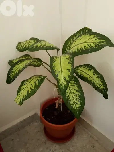 نباتات زينة للبيع ٣ بس 20$