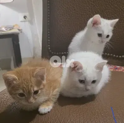 ADOPTION - kittens/cats