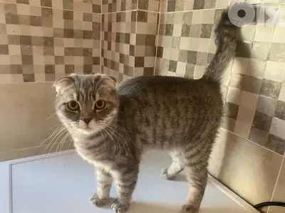 Cat for sale