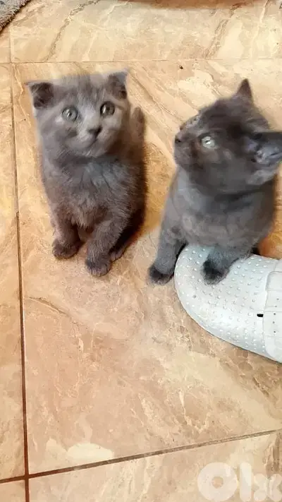 scottish  fold & siyamise  kitten