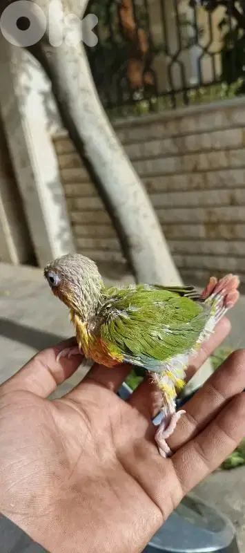 فراخ كونيور و كروان تزقيم