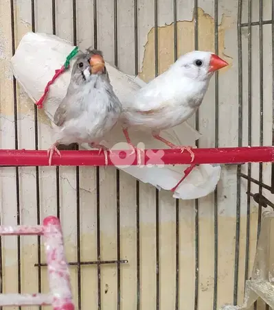 زوج ب ٥ دولار