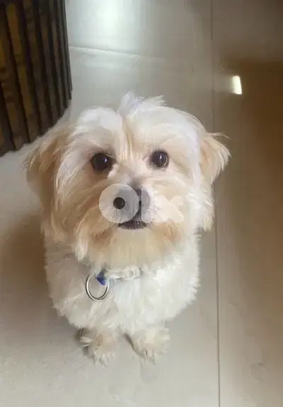 snowy , bichon maltese