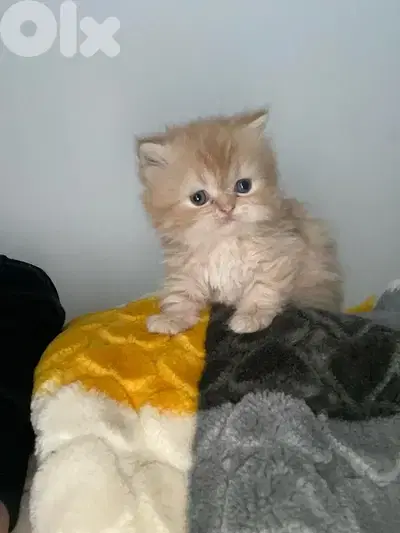 pure persian cat and exotic short hair