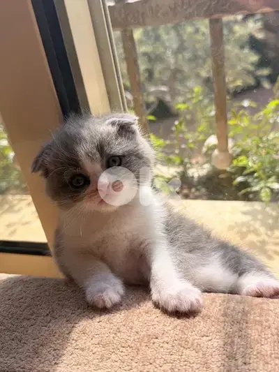 Scottish fold kitten