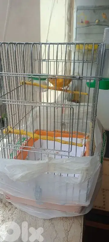 كنار لون برتقالي مطربش