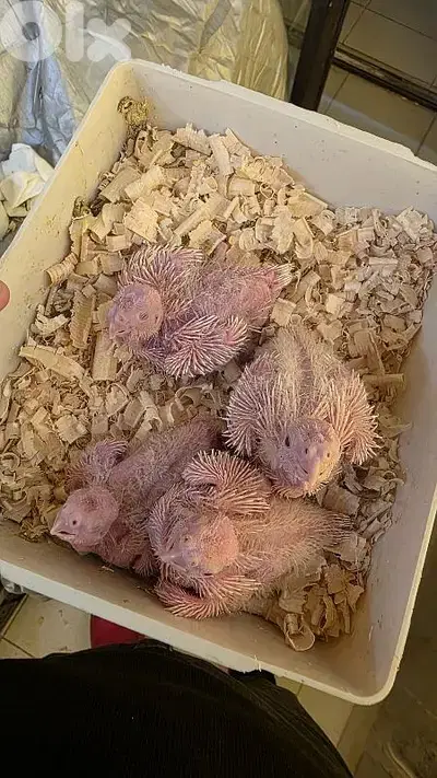 cockatiel