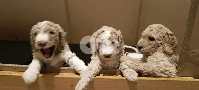 standard poodle