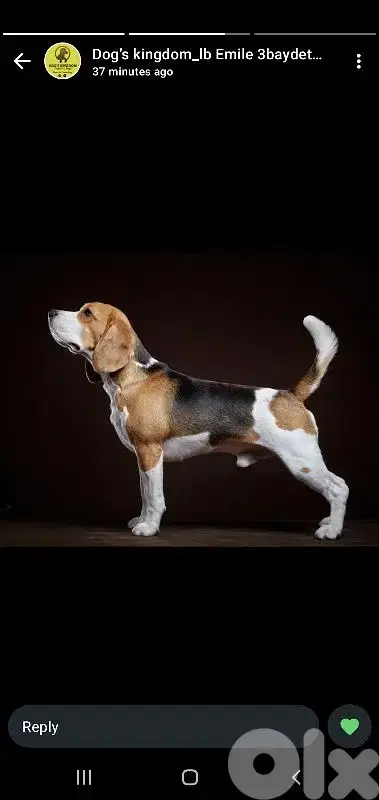 Beagle  or cavalier  king charles