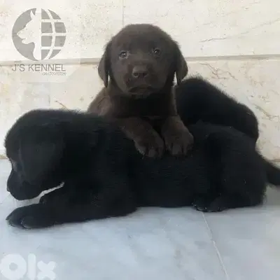 Labrador Puppies