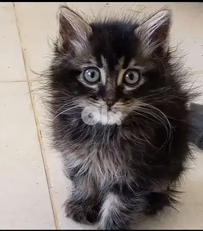 Fluffy Maine Coon Mix Kitten – Cute & Playful