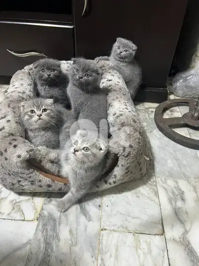 Scottish fold kitten