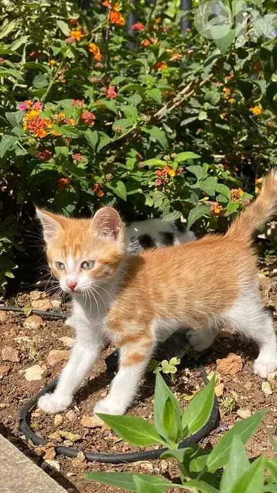 Cats for adoption
