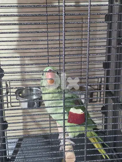 Alexandarine طائر الكساندرين نيبالي