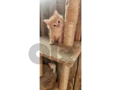kitten for adoption
