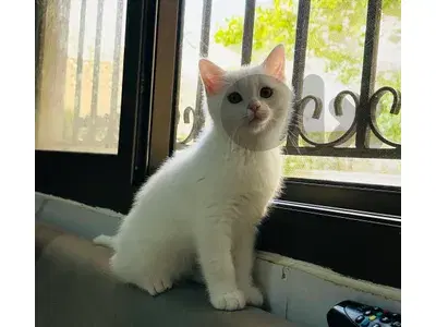 for adoption للتبني