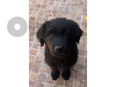 mix labrador golden full black
