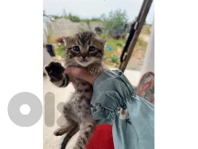 kitten