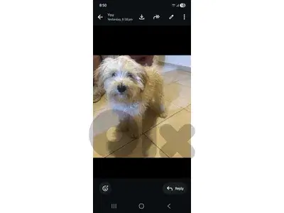 Mixed Maltipoo