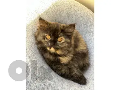 Pure Persian Kittens – Mimi & Panda 🐱🤍