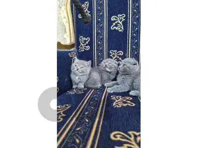 للبيع